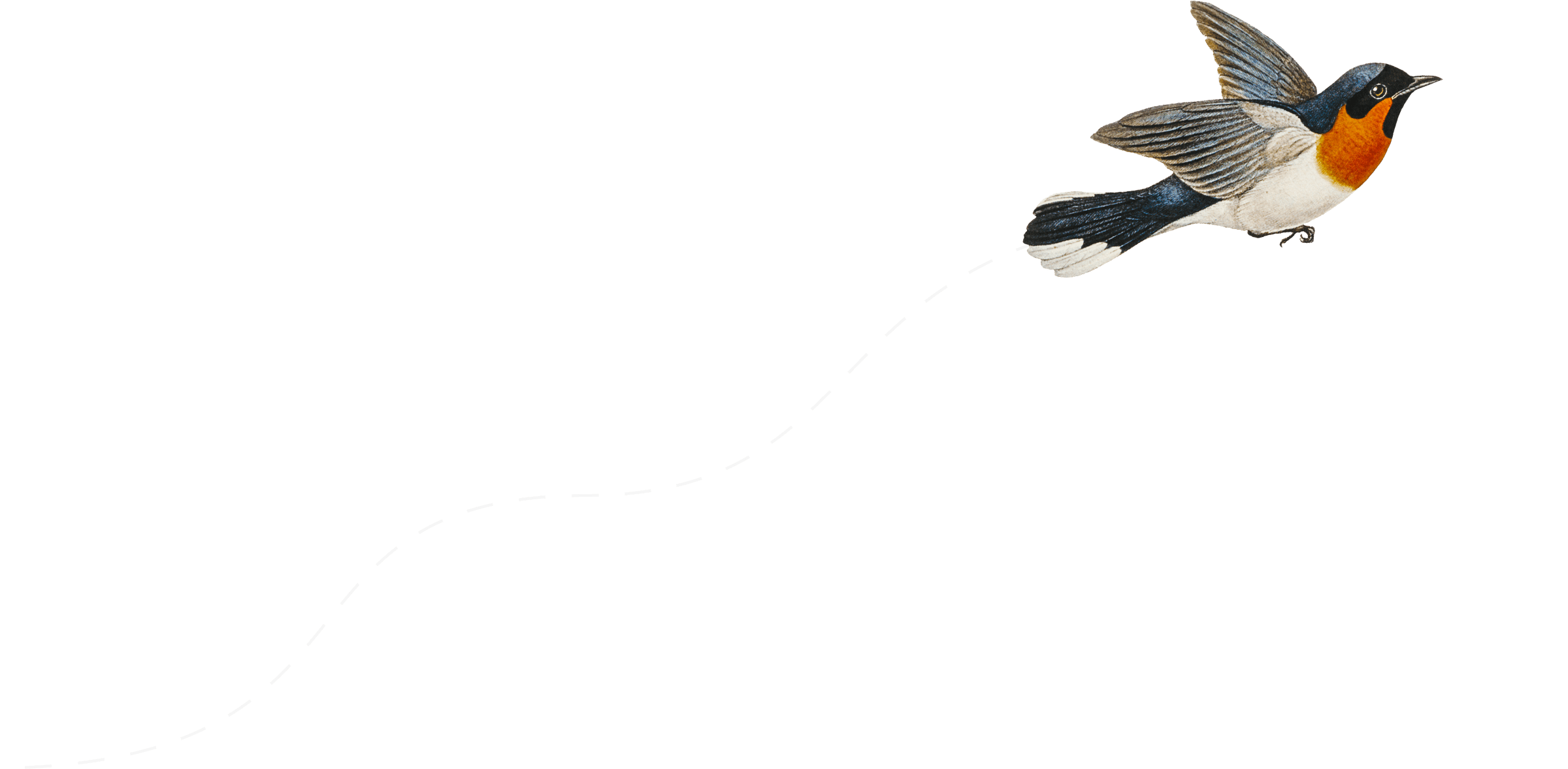 飛行中の鳥のイラストレーション